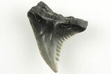 Snaggletooth Shark (Hemipristis) Tooth - Aurora, NC #203581-1